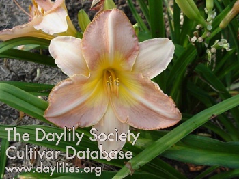 Daylily Ann Gehry